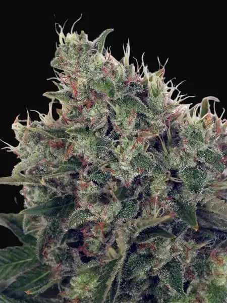 Ultra White Amnesia