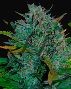 Ultraviolet Auto