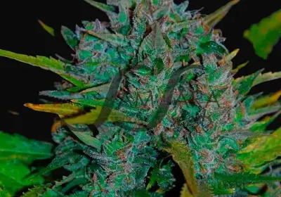 Ultraviolet Auto