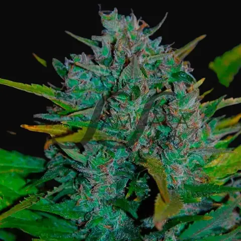 Ultraviolet Auto