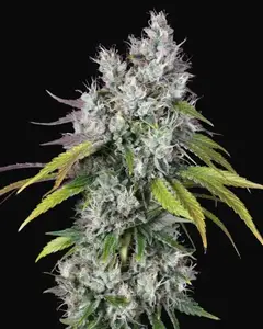 Underdawg OG