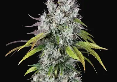Underdawg OG