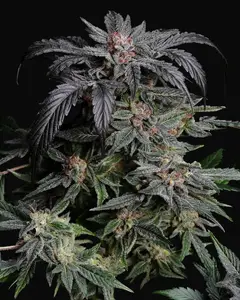 Unicorn Drip Auto