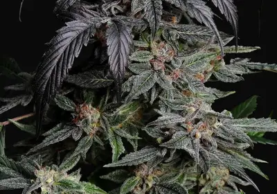 Unicorn Drip Auto