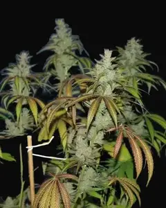 Unknown Kush