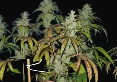 Unknown Kush