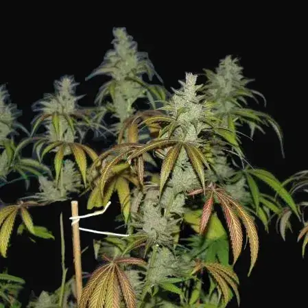 Unknown Kush