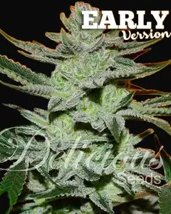 Unknown Kush Early Version
