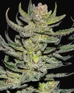 Unknown Kush Regular
