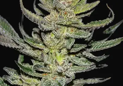 Unknown Kush Regular