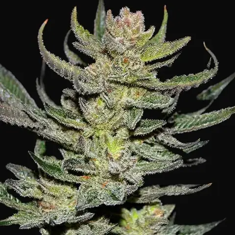 Unknown Kush Regular