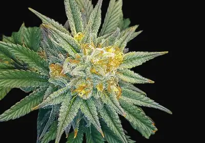 Utopia Haze