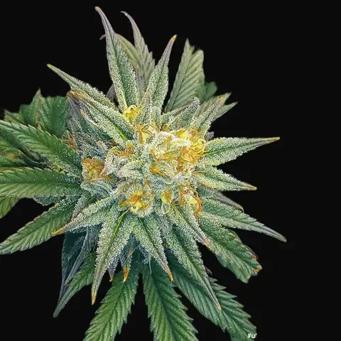 Utopia Haze