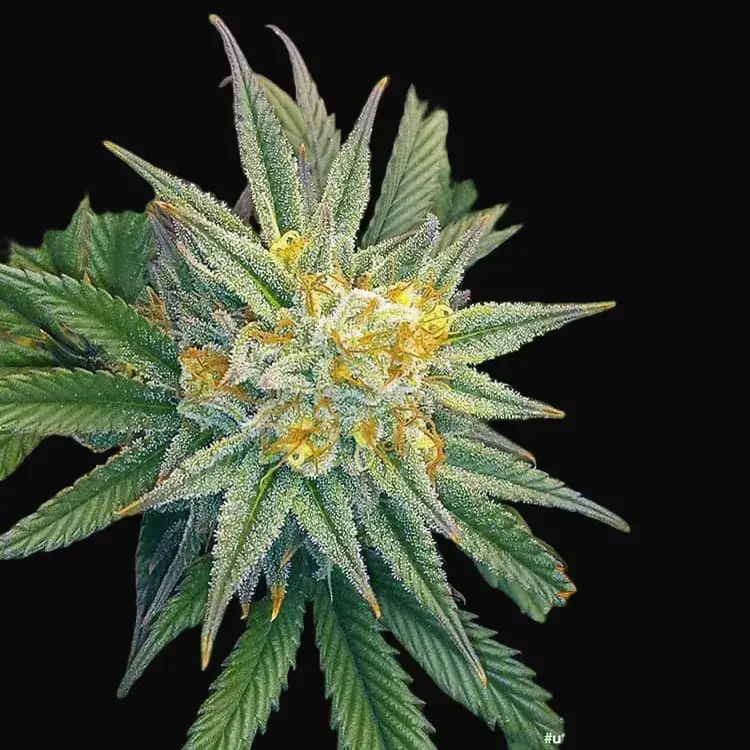 Utopia Haze