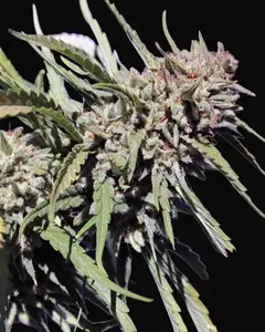 Vanilla Kush