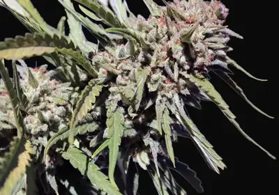 Vanilla Kush
