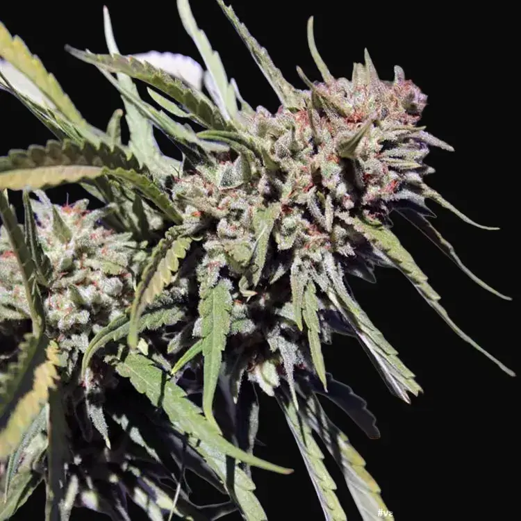 Vanilla Kush