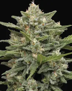 Vanilla Latte Auto