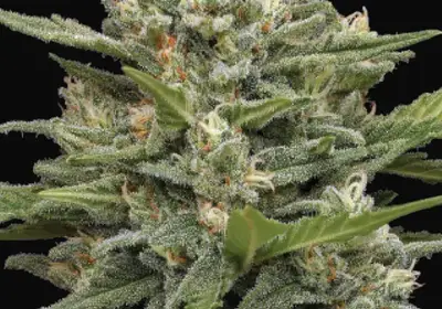Vanilla Latte Auto