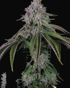Velvet Mist