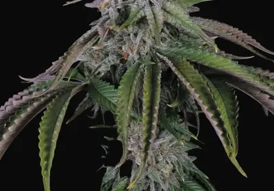 Velvet Mist