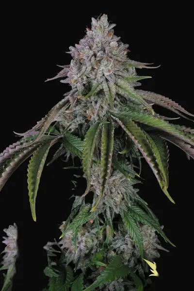 Velvet Mist