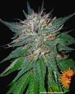 Violator Kush