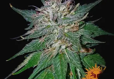 Violator Kush