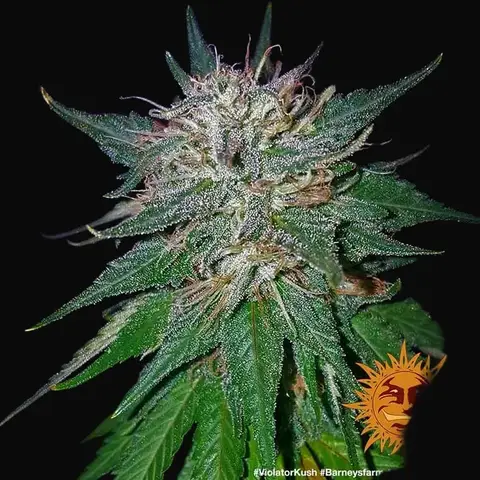 Violator Kush