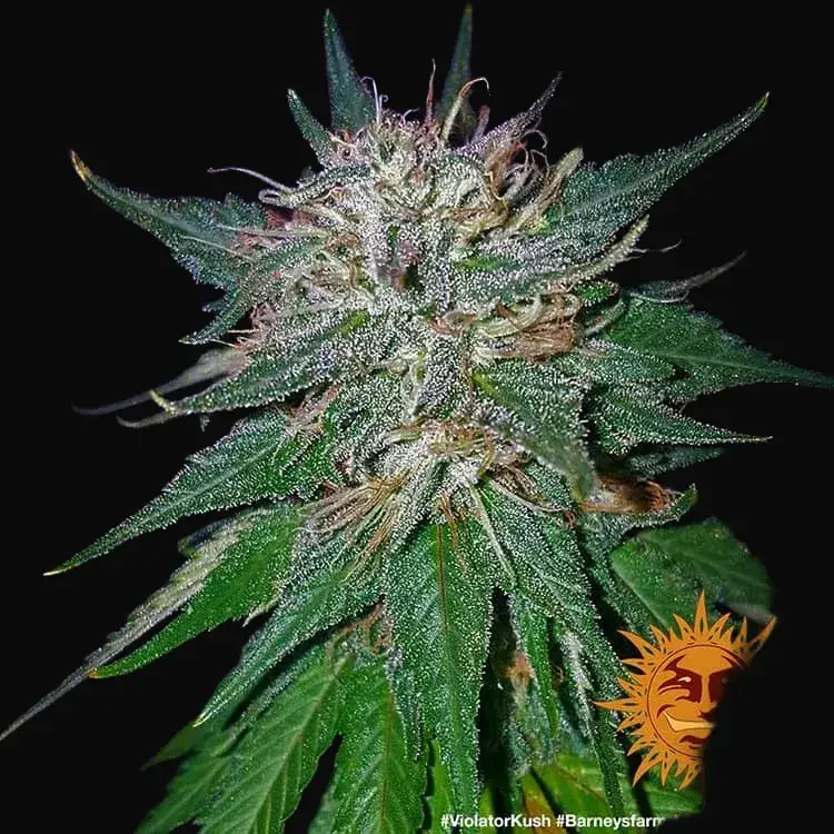 Violator Kush