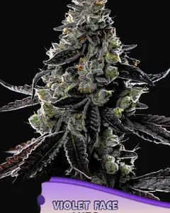 Violet Face Auto
