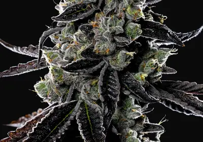 Violet Face Auto