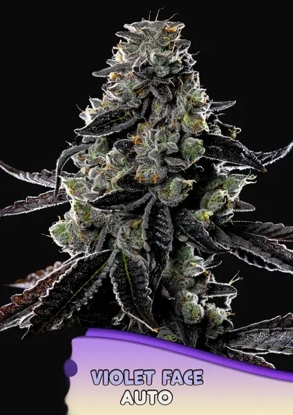 Violet Face Auto
