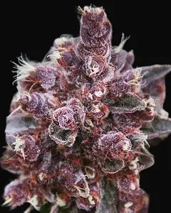 Violeta