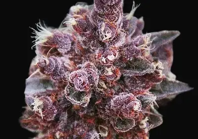 Violeta