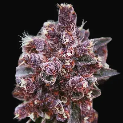 Violeta