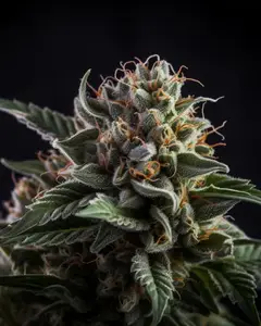 Vision Caramello Auto
