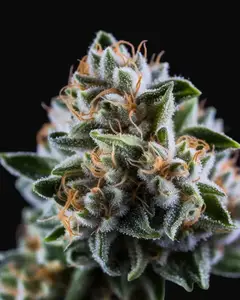 Vision Critical Auto