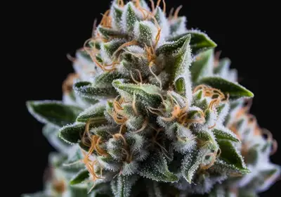 Vision Critical Auto