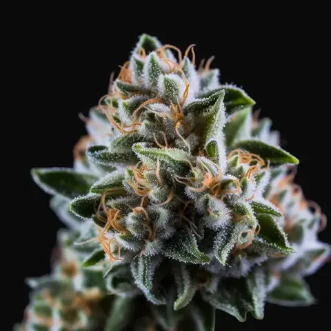 Vision Critical Auto