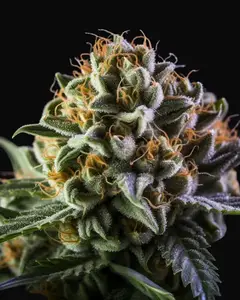 Vision Gelato Auto