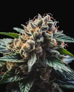Vision Gorilla Auto