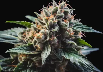 Vision Gorilla Auto
