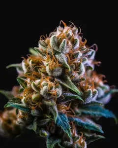 Vision Jack Auto
