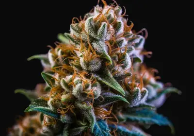Vision Jack Auto