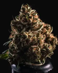 Vision Kush Auto
