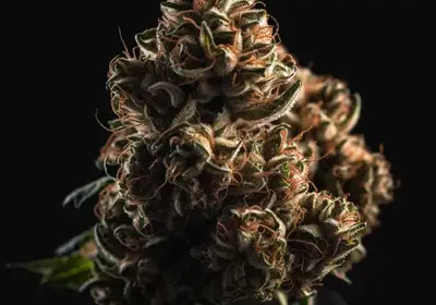 Vision Kush Auto