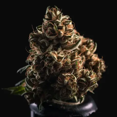 Vision Kush Auto
