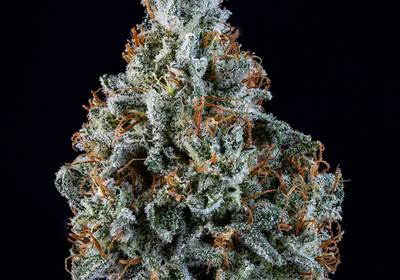 Walter White Auto