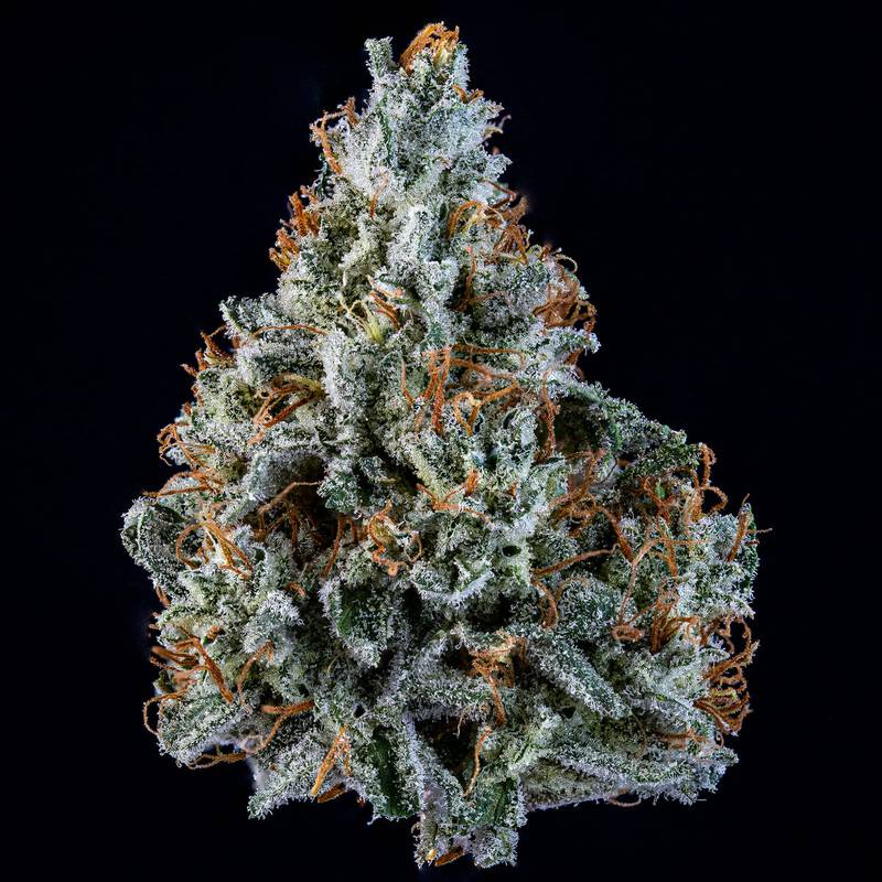 Walter White Auto